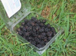 Even more blackberries